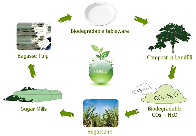 El futuro de la vajilla ecológica con bagazo